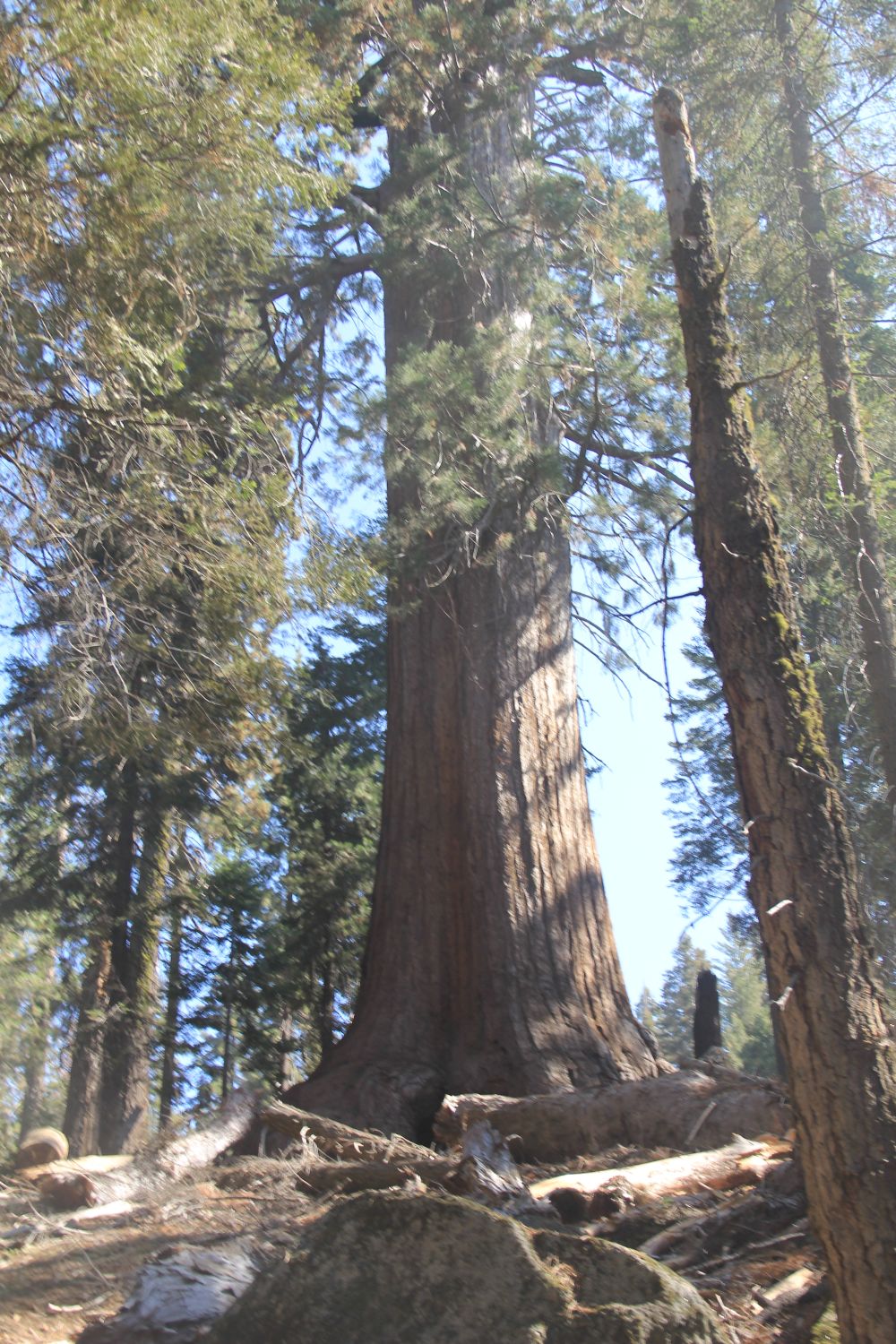 Grant Tree Trail, Boundary Trail and North Grove Trail 